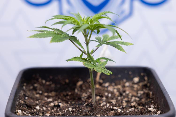 Nectar Drip #5 Clone - Zamnesia x B&B. Week 2 - Nectar Drip - Clone - Week 2