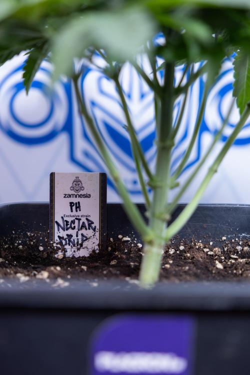 Nectar Drip #4 - Zamnesia x Tical x B&B. Week 4 - Nectar Drip #4 - No Techniques