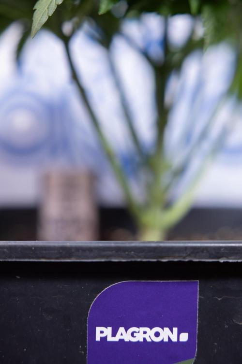 Nectar Drip #4 - Zamnesia x Tical x B&B. Week 4 - Nectar Drip #4 - No Techniques