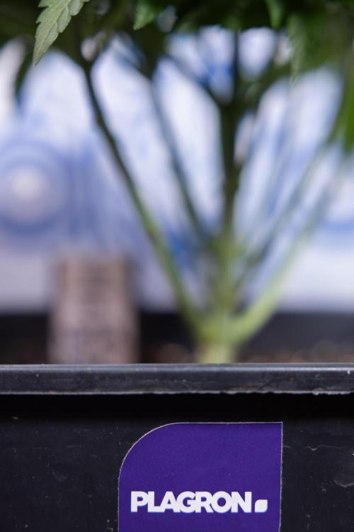 Nectar Drip #4 - Zamnesia x Tical x B&B. Week 4 - Nectar Drip #4 - No Techniques