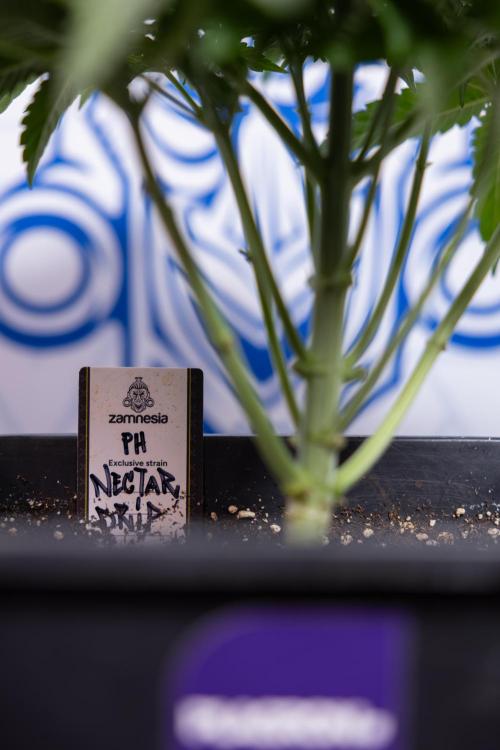 Nectar Drip #4 - Zamnesia x Tical x B&B. Week 4 - Nectar Drip #4 - No Techniques