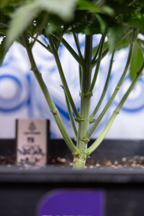 Nectar Drip #4 - Zamnesia x Tical x B&B. Week 4 - Nectar Drip #4 - No Techniques