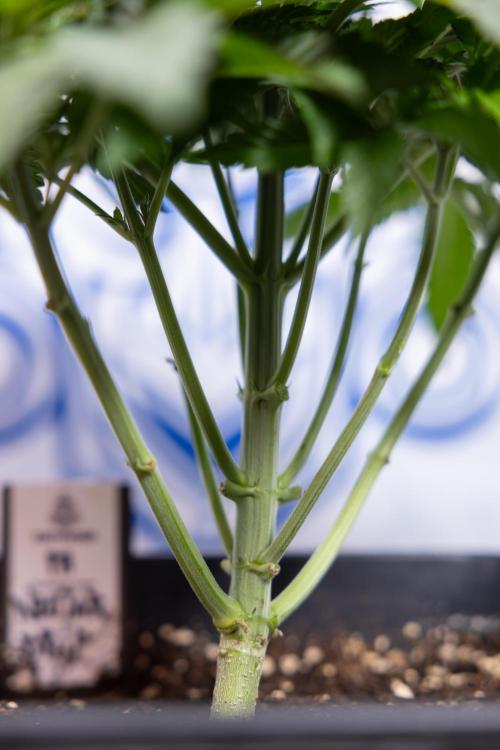 Nectar Drip #4 - Zamnesia x Tical x B&B. Week 4 - Nectar Drip #4 - No Techniques