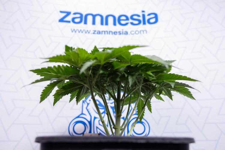 Nectar Drip #4 - Zamnesia x Tical x B&B. Week 4 - Nectar Drip #4 - No Techniques