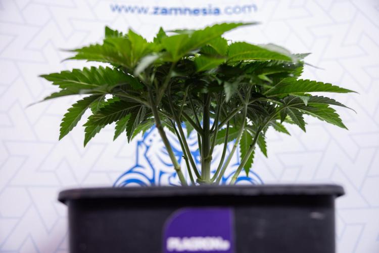 Nectar Drip #4 - Zamnesia x Tical x B&B. Week 4 - Nectar Drip #4 - No Techniques