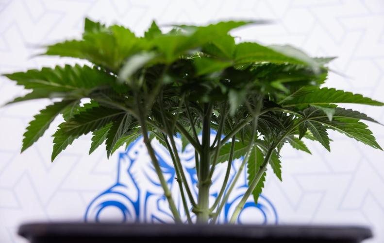 Nectar Drip #4 - Zamnesia x Tical x B&B. Week 4 - Nectar Drip #4 - No Techniques