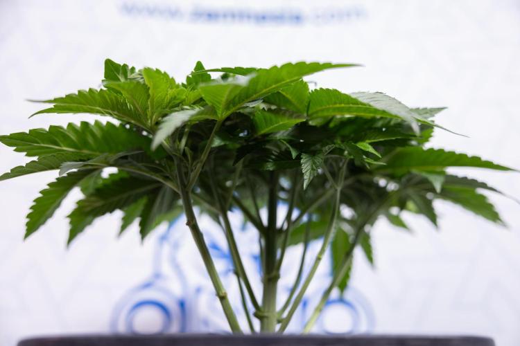 Nectar Drip #4 - Zamnesia x Tical x B&B. Week 4 - Nectar Drip #4 - No Techniques