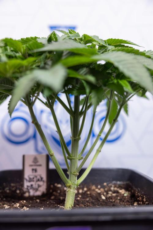 Nectar Drip #4 - Zamnesia x Tical x B&B. Week 4 - Nectar Drip #4 - No Techniques