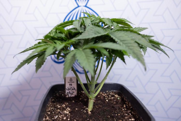 Nectar Drip #4 - Zamnesia x Tical x B&B. Week 4 - Nectar Drip #4 - No Techniques