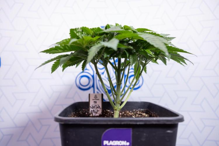 Nectar Drip #4 - Zamnesia x Tical x B&B. Week 4 - Nectar Drip #4 - No Techniques