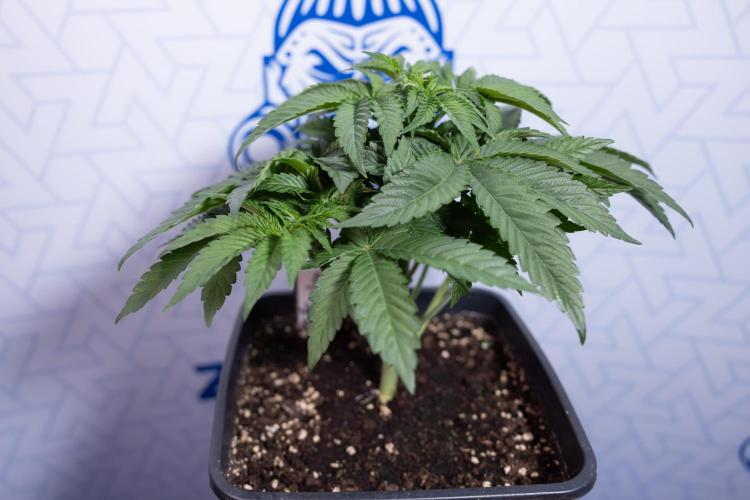 Nectar Drip #4 - Zamnesia x Tical x B&B. Week 4 - Nectar Drip #4 - No Techniques