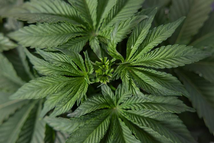 Nectar Drip #4 - Zamnesia x Tical x B&B. Week 4 - Nectar Drip #4 - No Techniques