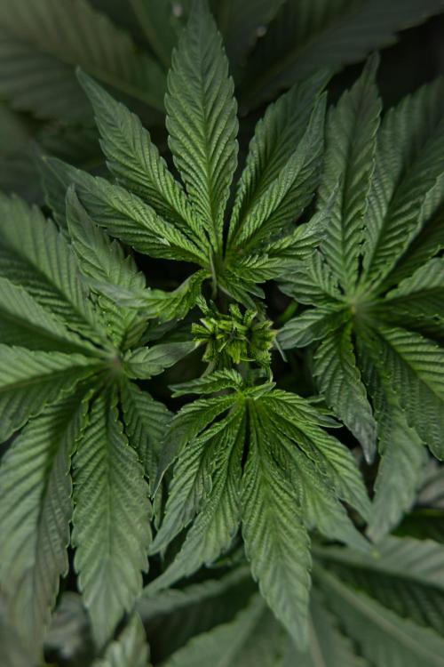 Nectar Drip #4 - Zamnesia x Tical x B&B. Week 4 - Nectar Drip #4 - No Techniques