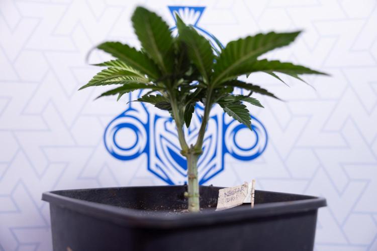 Nectar Drip #3 - Zamnesia x Tical x B&B. Week 4 - Nectar Drip #3 - Main Lining Without LST