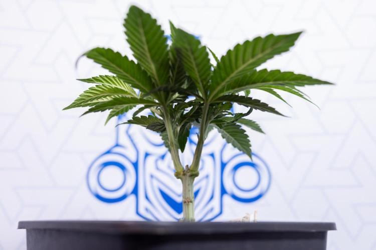 Nectar Drip #3 - Zamnesia x Tical x B&B. Week 4 - Nectar Drip #3 - Main Lining Without LST