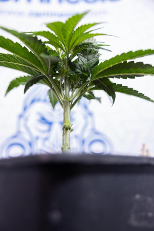 Nectar Drip #3 - Zamnesia x Tical x B&B. Week 4 - Nectar Drip #3 - Main Lining Without LST