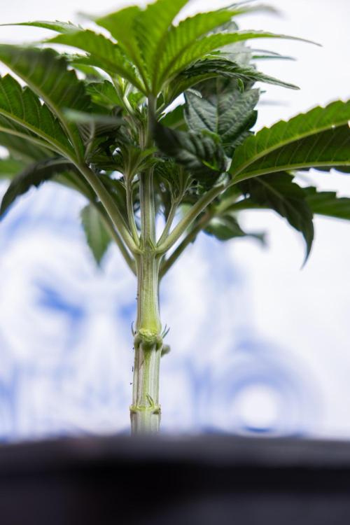 Nectar Drip #3 - Zamnesia x Tical x B&B. Week 4 - Nectar Drip #3 - Main Lining Without LST