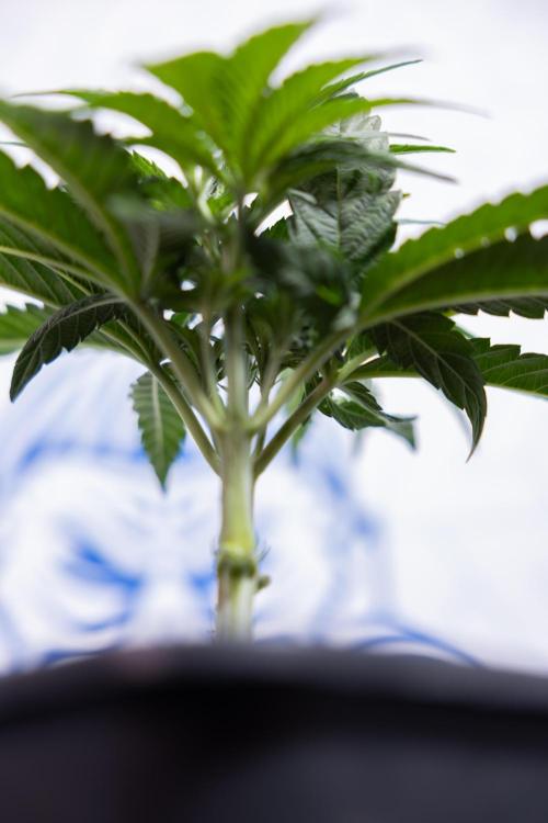 Nectar Drip #3 - Zamnesia x Tical x B&B. Week 4 - Nectar Drip #3 - Main Lining Without LST