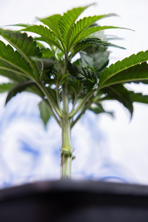 Nectar Drip #3 - Zamnesia x Tical x B&B. Week 4 - Nectar Drip #3 - Main Lining Without LST