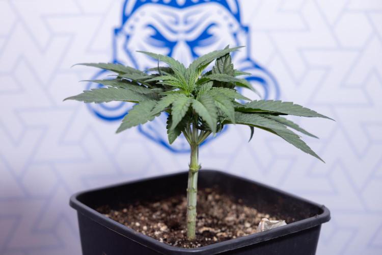 Nectar Drip #3 - Zamnesia x Tical x B&B. Week 4 - Nectar Drip #3 - Main Lining Without LST