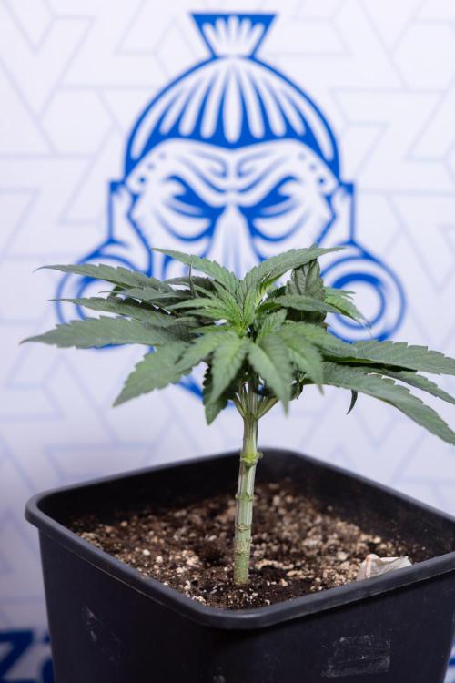 Nectar Drip #3 - Zamnesia x Tical x B&B. Week 4 - Nectar Drip #3 - Main Lining Without LST