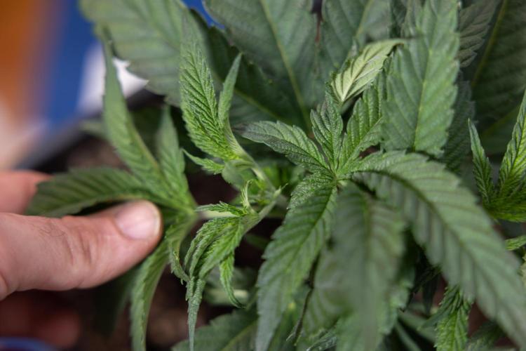 Nectar Drip #3 - Zamnesia x Tical x B&B. Week 4 - Nectar Drip #3 - Main Lining Without LST