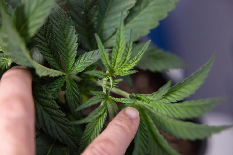 Nectar Drip #3 - Zamnesia x Tical x B&B. Week 4 - Nectar Drip #3 - Main Lining Without LST