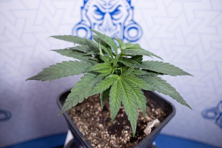 Nectar Drip #3 - Zamnesia x Tical x B&B. Week 4 - Nectar Drip #3 - Main Lining Without LST