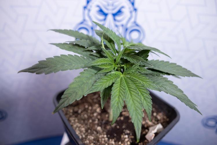 Nectar Drip #3 - Zamnesia x Tical x B&B. Week 4 - Nectar Drip #3 - Main Lining Without LST