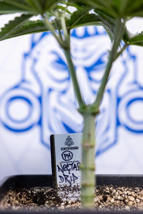 Nectar Drip #2 - Zamnesia x Tical x B&B. Week 6 - Nectar Drip #2 - Topping x 8
