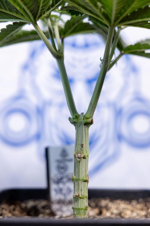 Nectar Drip #2 - Zamnesia x Tical x B&B. Week 6 - Nectar Drip #2 - Topping x 8