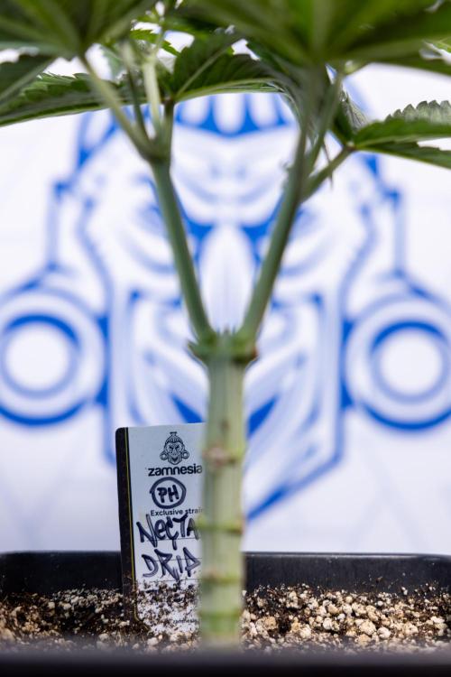 Nectar Drip #2 - Zamnesia x Tical x B&B. Week 6 - Nectar Drip #2 - Topping x 8