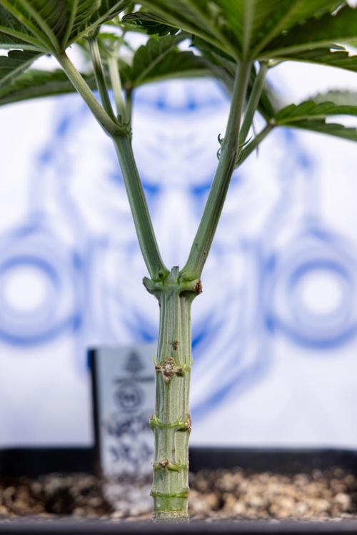 Nectar Drip #2 - Zamnesia x Tical x B&B. Week 6 - Nectar Drip #2 - Topping x 8