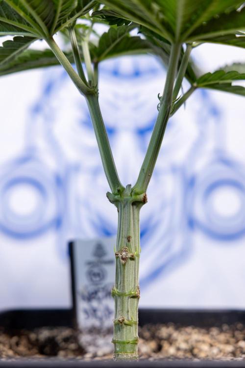 Nectar Drip #2 - Zamnesia x Tical x B&B. Week 6 - Nectar Drip #2 - Topping x 8