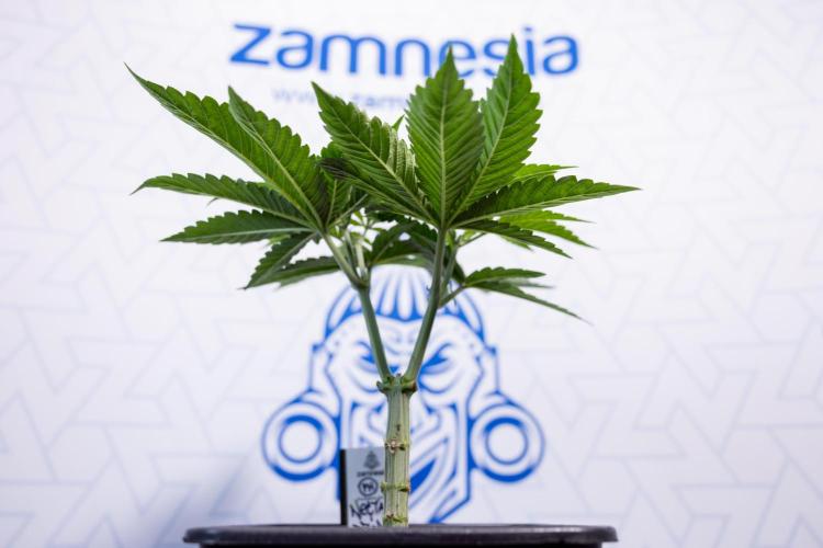 Nectar Drip #2 - Zamnesia x Tical x B&B. Week 6 - Nectar Drip #2 - Topping x 8