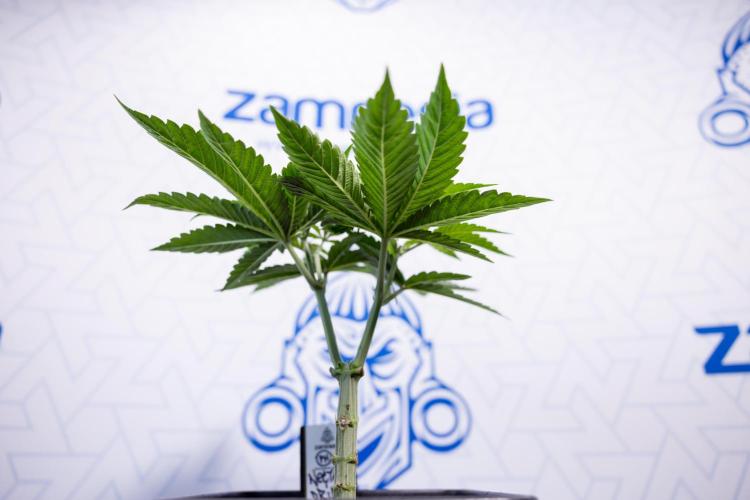 Nectar Drip #2 - Zamnesia x Tical x B&B. Week 6 - Nectar Drip #2 - Topping x 8