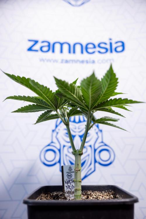 Nectar Drip #2 - Zamnesia x Tical x B&B. Week 6 - Nectar Drip #2 - Topping x 8
