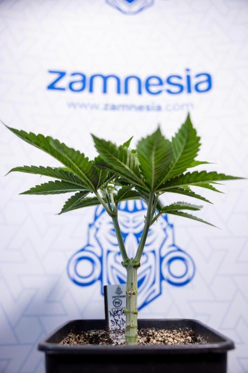 Nectar Drip #2 - Zamnesia x Tical x B&B. Week 6 - Nectar Drip #2 - Topping x 8