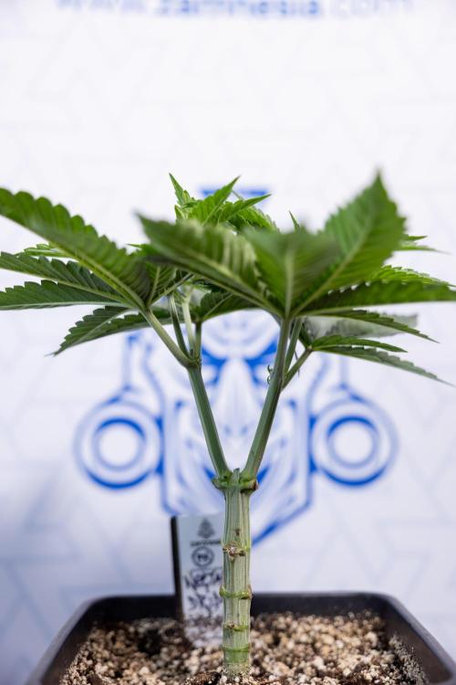 Nectar Drip #2 - Zamnesia x Tical x B&B. Week 6 - Nectar Drip #2 - Topping x 8