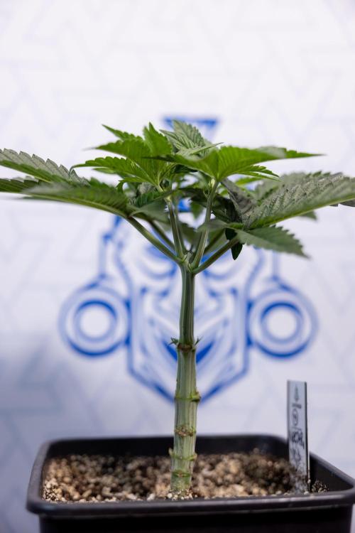 Nectar Drip #2 - Zamnesia x Tical x B&B. Week 6 - Nectar Drip #2 - Topping x 8