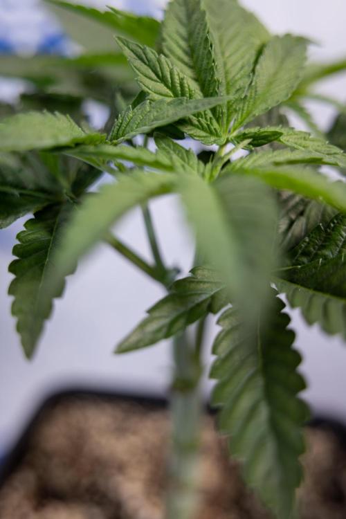 Nectar Drip #2 - Zamnesia x Tical x B&B. Week 6 - Nectar Drip #2 - Topping x 8