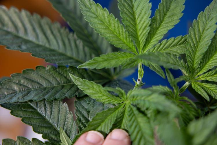 Nectar Drip #2 - Zamnesia x Tical x B&B. Week 6 - Nectar Drip #2 - Topping x 8