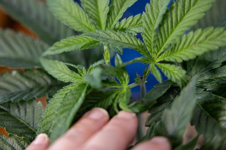 Nectar Drip #2 - Zamnesia x Tical x B&B. Week 6 - Nectar Drip #2 - Topping x 8