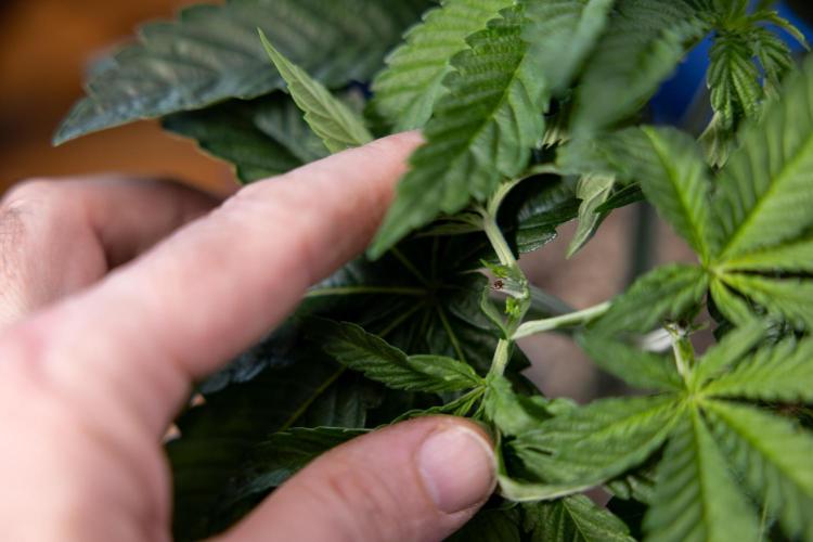 Nectar Drip #2 - Zamnesia x Tical x B&B. Week 6 - Nectar Drip #2 - Topping x 8