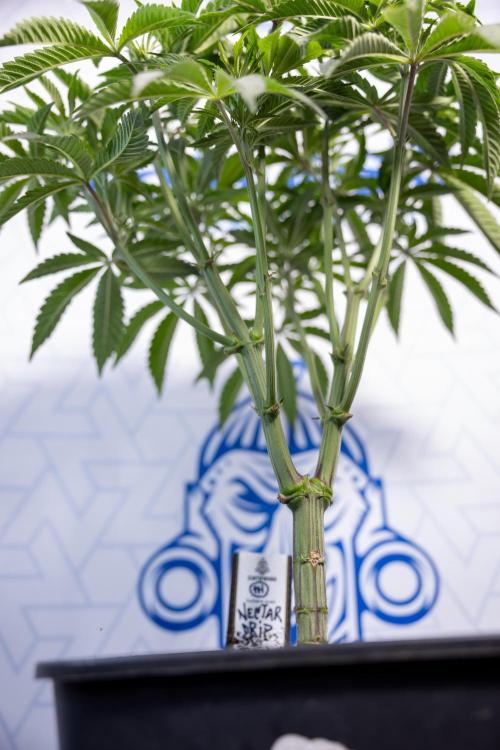 Nectar Drip #1 - Zamnesia X Tical x B&B. Week 5 - Nectar Drip #1 - Veg - Week 6
