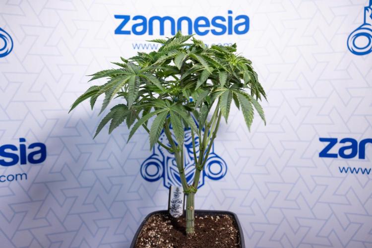 Nectar Drip #1 - Zamnesia X Tical x B&B. Week 5 - Nectar Drip #1 - Veg - Week 6