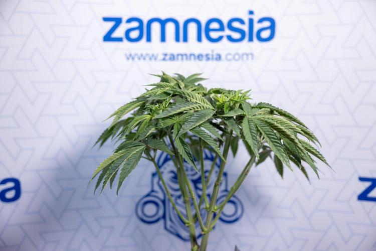 Nectar Drip #1 - Zamnesia X Tical x B&B. Week 5 - Nectar Drip #1 - Veg - Week 6