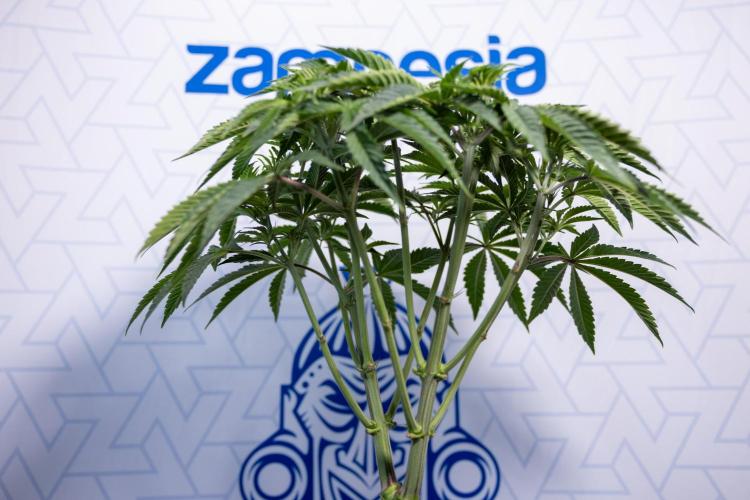 Nectar Drip #1 - Zamnesia X Tical x B&B. Week 5 - Nectar Drip #1 - Veg - Week 6