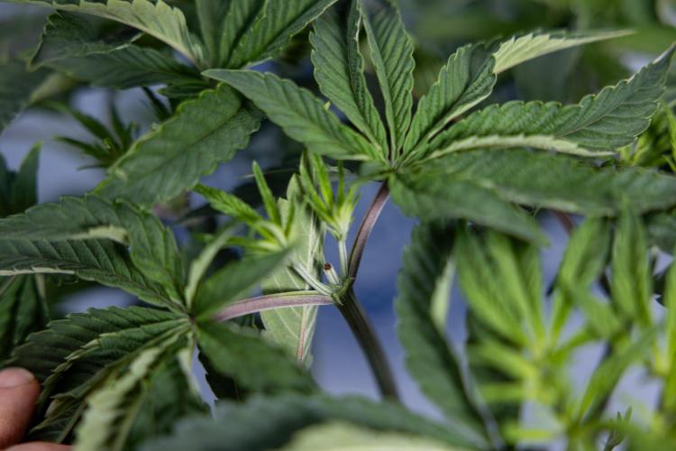 Nectar Drip #1 - Zamnesia X Tical x B&B. Week 5 - Nectar Drip #1 - Veg - Week 6