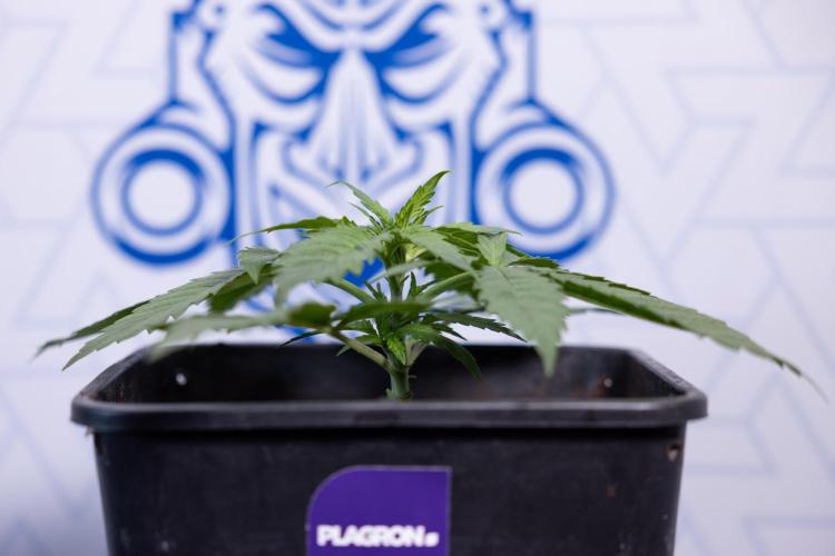 Super Boof - Zamnesia x B&B. Week 3 - Super Boof - Week 3 - No Techniques